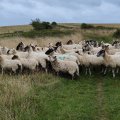 IMG_20240910_073415