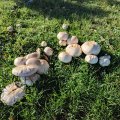 IMG_20241005_094715